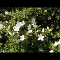Rhododendron Liliiflorum (fam. Ericacees) (Chine) (01)